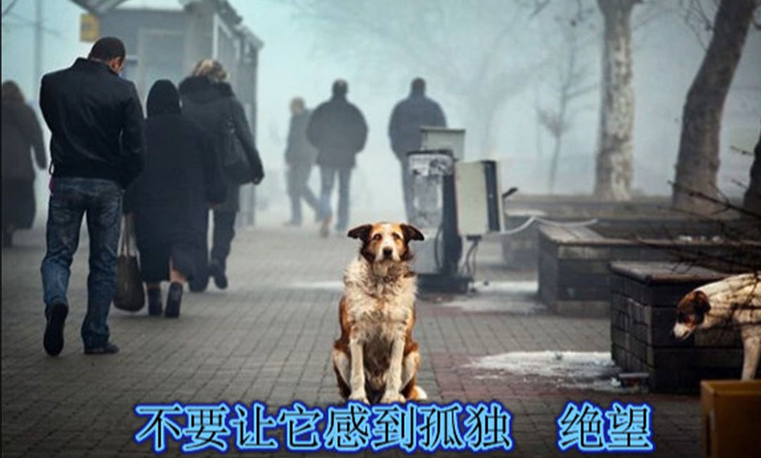 赤峰赤峰爱影圈微博微信转发案例